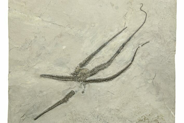 Silurian Fossil Brittle Star (Protaster) - New York #270241